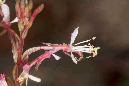 Oenothera filipes #52